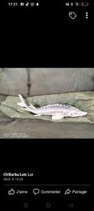 Sturgeon