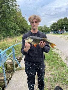 European Perch