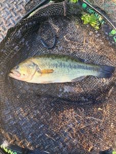 Largemouth Bass