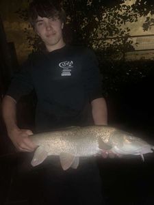 Barbel