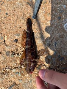 Giant Goby