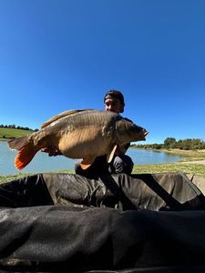 Mirror Carp