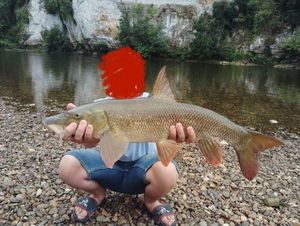 Barbel