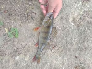 European Perch