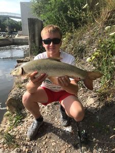 Barbel