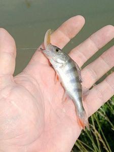 European Perch
