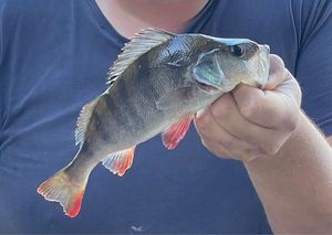 European Perch