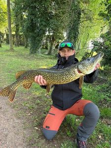 Northern Pike