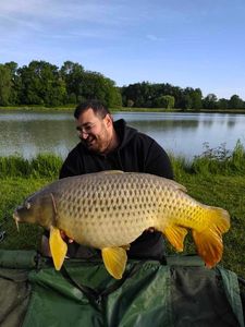 Common Carp