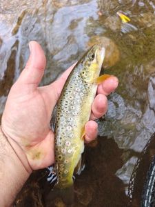 Brown Trout