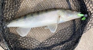Zander