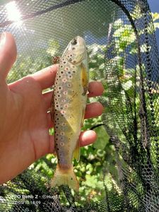 Brown Trout