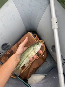 Largemouth Bass