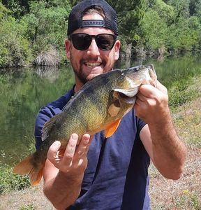 European Perch
