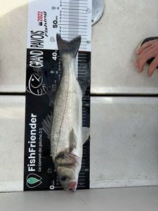 European Bass (Seabass)