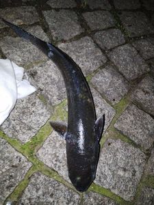 Thicklip Grey Mullet