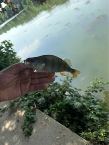European Perch