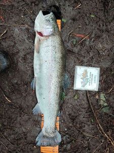 Rainbow Trout