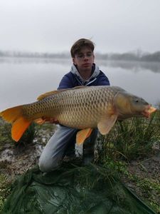 Common Carp