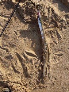 Garfish