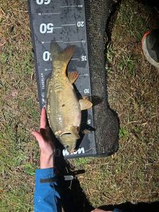 Leather Carp