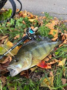 European Perch