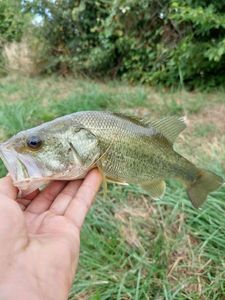 Largemouth Bass