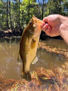 Largemouth Bass