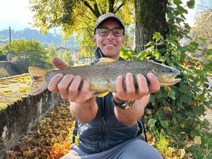 Brown Trout