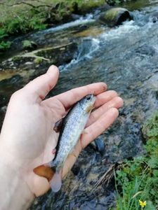 Brown Trout