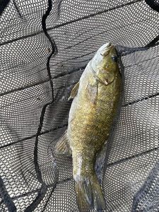 Smallmouth Bass