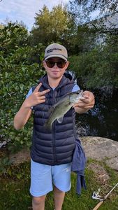 Largemouth Bass