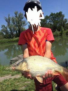 Common Carp