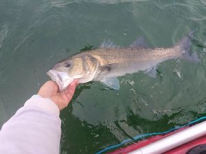 European Bass (Seabass)