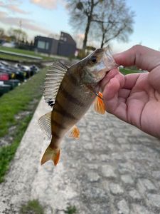 European Perch