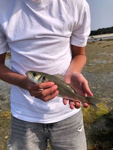 European Bass (Seabass)