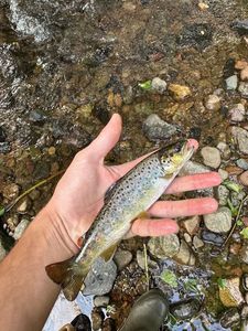 Brown Trout