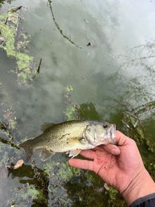 Largemouth Bass