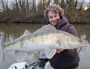 Zander