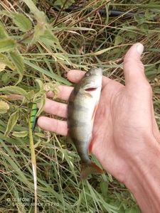 European Perch