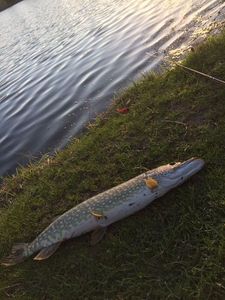Northern Pike