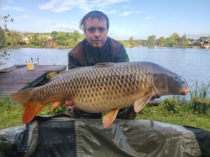 Common Carp