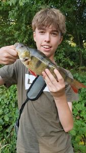 European Perch