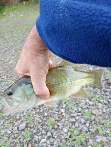 Largemouth Bass