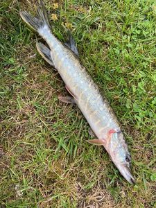 Northern Pike
