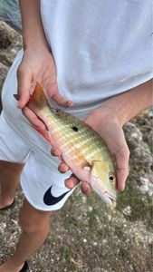 Redbanded Seabream