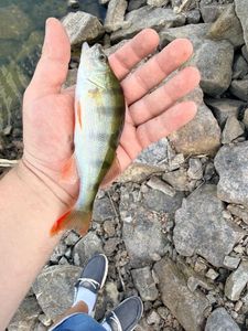 European Perch