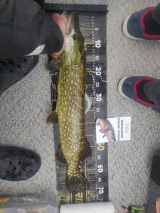 Northern Pike