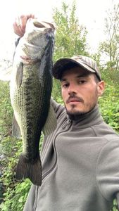 Largemouth Bass