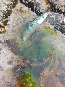 Mackerel